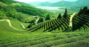 Voyage en Inde DarjeelingVoyage en Inde Darjeeling